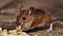 24 Hour & Emergency Exterminators in Long Creek, SC